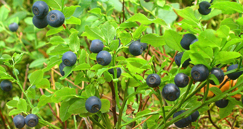 20 COMMON BILBERRY Fruit Shrub European Blueberry Vaccinium Myrtillus Seeds gallery