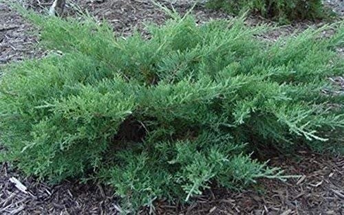 Kallay Juniper - Live Plants - Juniperus Chinensis - Drought Tolerant Cold... gallery