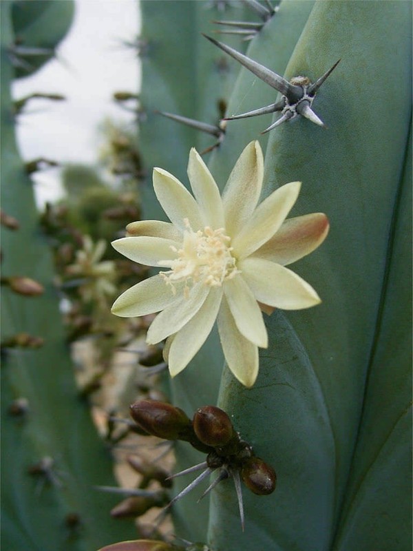 Myrtillocactus geometrizans (Blue Candle) Cactus Seeds (100 Seeds) gallery