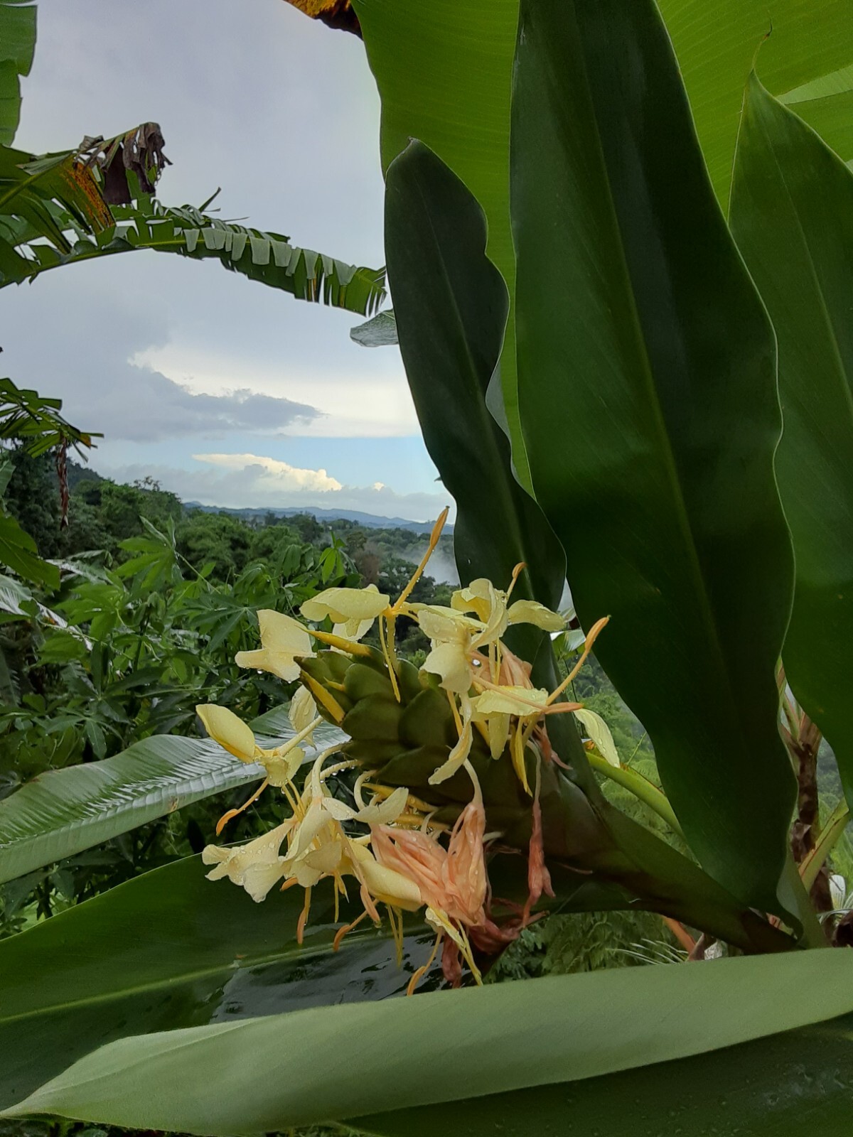 2x Yellow butterfly ginger rhizomes with stalk. Very fragrant with many flowers. gallery