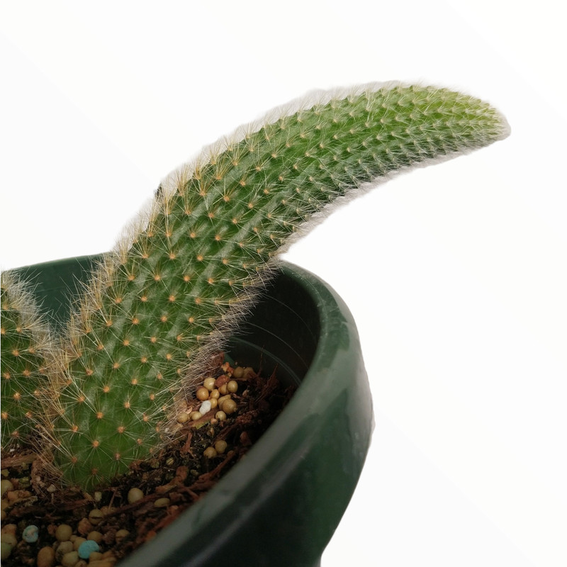 Monkey Tail Cactus Hildewintera colademononis Succulent Plant gallery
