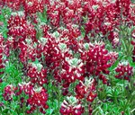 MAROON BLUEBONNET Lupinus Texensis - 150 Bulk Seeds gallery