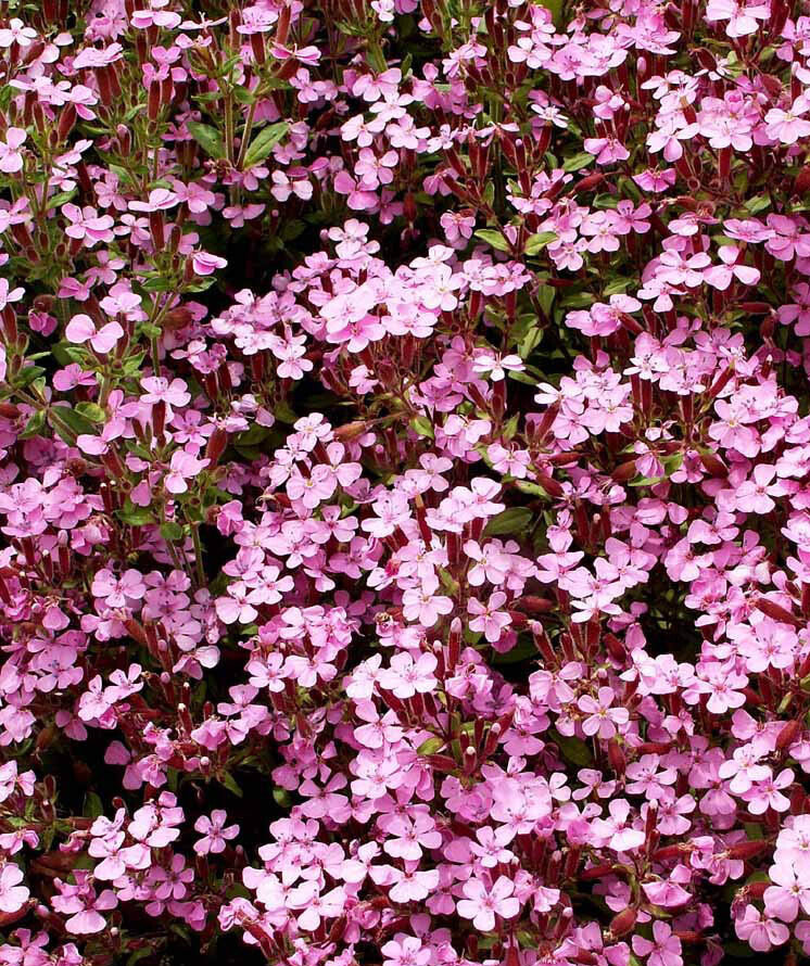 Groundcover ROCK SOAPWORT Groundcover Spreading Perennial Pink NonGMO 1000 Seeds gallery