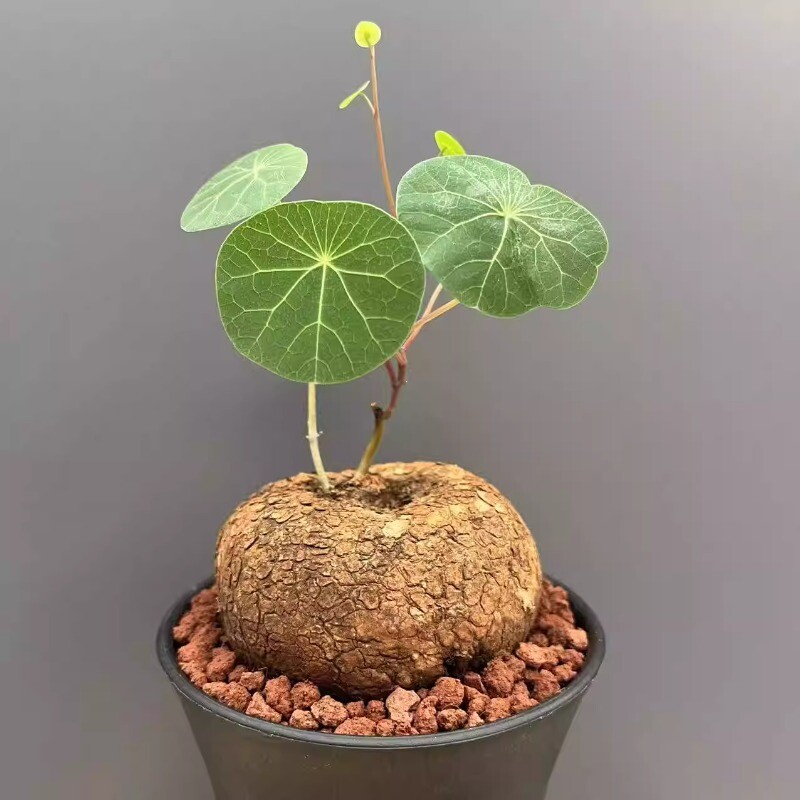 3-4CM Succulent Cactus Plant Stephaniacepharantha Hayata Cactaceae Garden Plant gallery