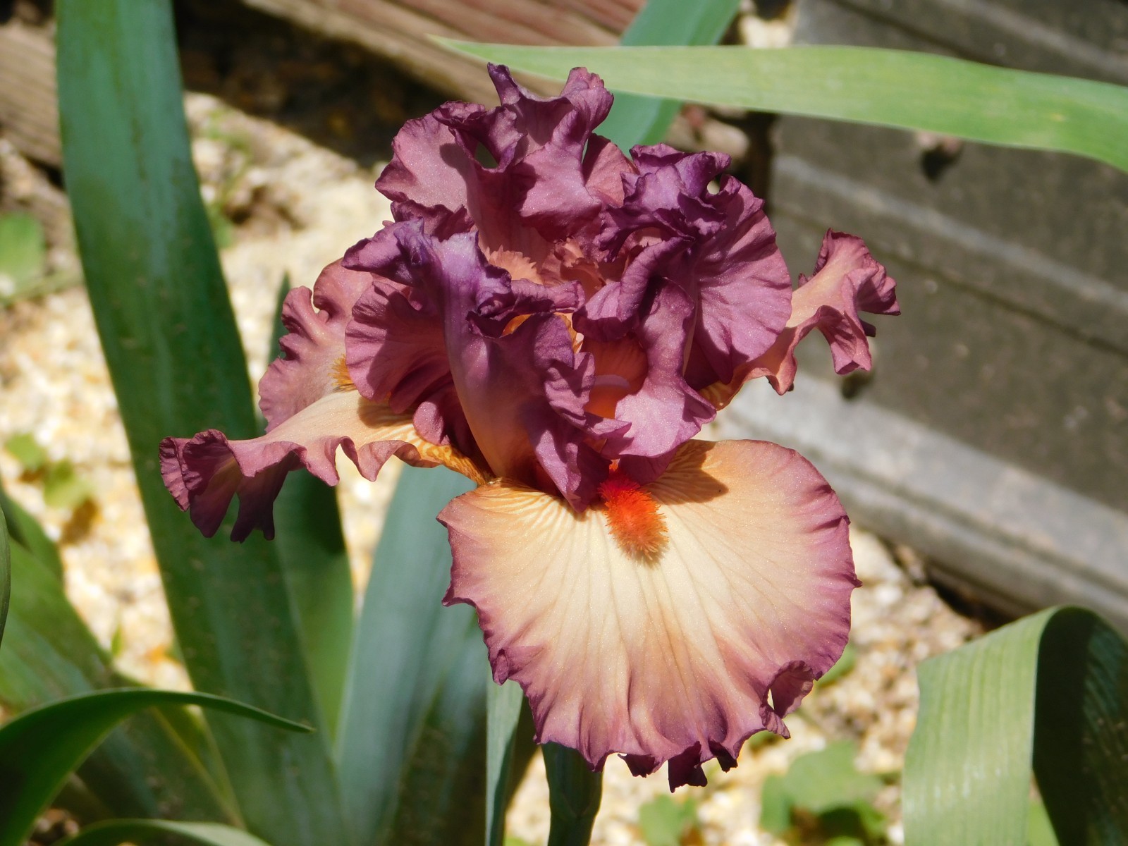 Tall Bearded Iris TO TOO TWO gallery
