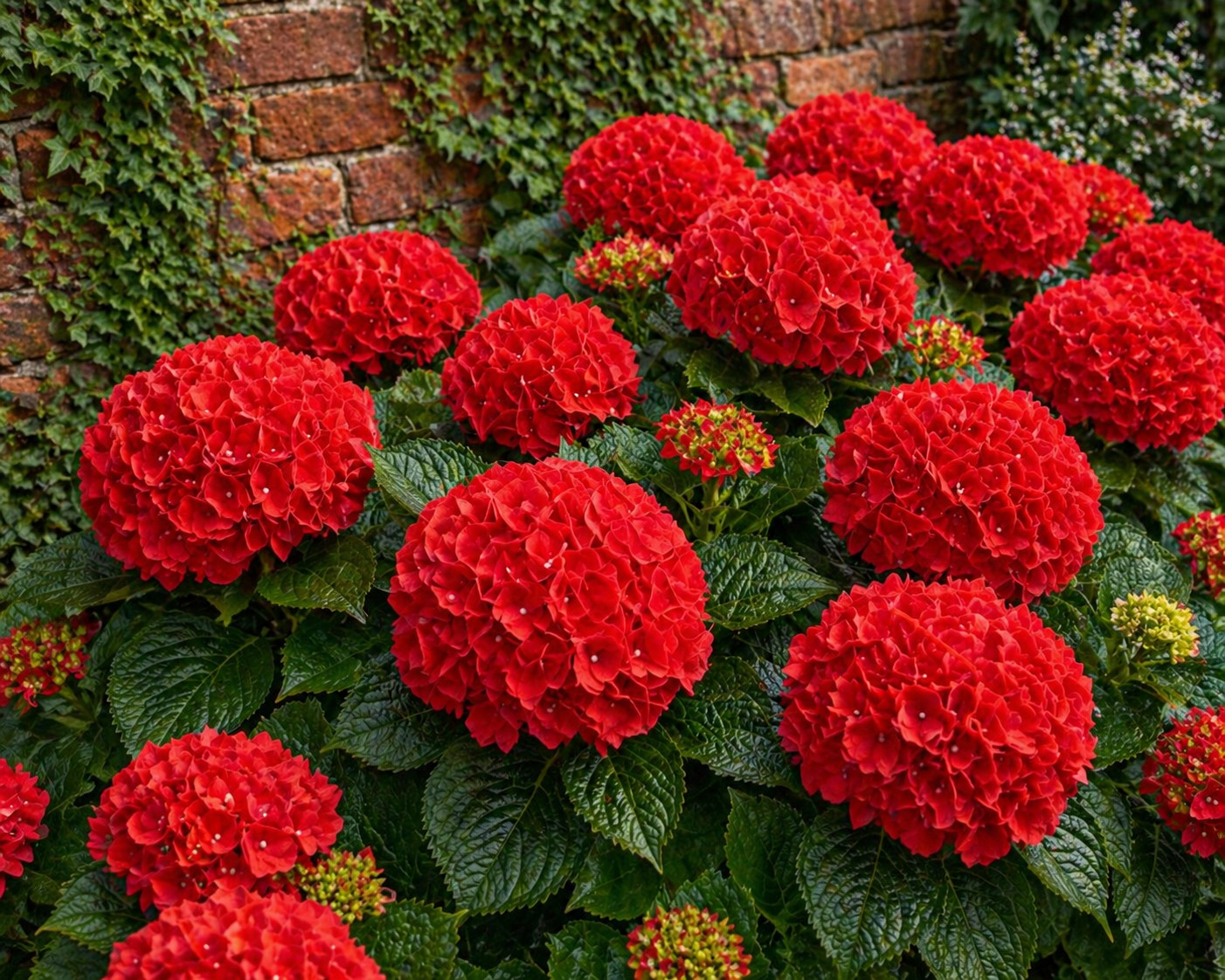 Red Hydrangea Seeds 150 Seeds Flower, Flower Seeds, Non GMO gallery