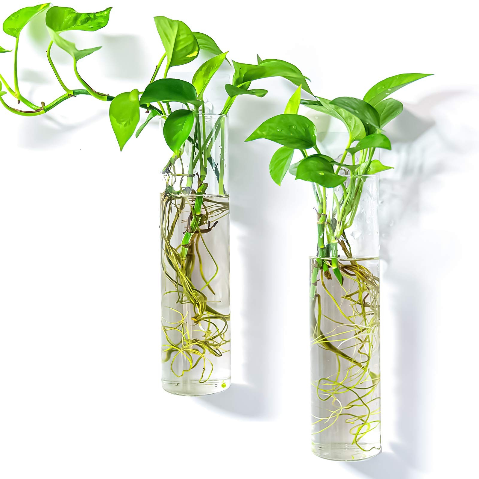 WallMounted Plant Terrarium with 2 Hanging Glass Tubes for Indoor Decor gallery
