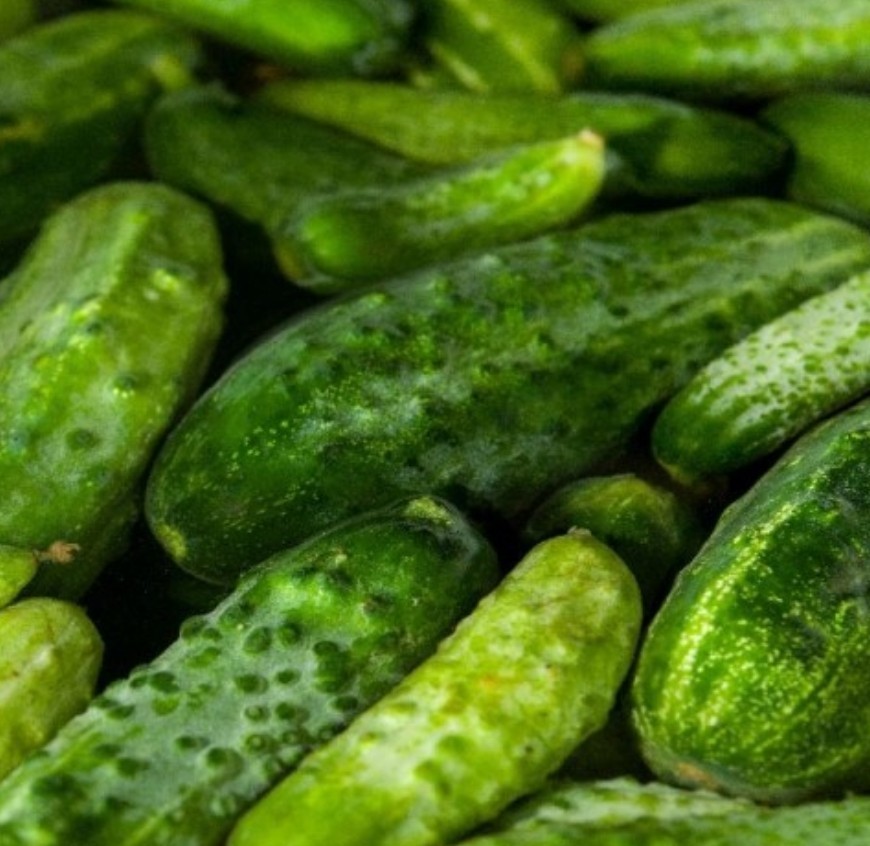 60+ Boston Pickling Cucumber Seeds **Fresh Seeds** ~~Free Shipping~~ gallery