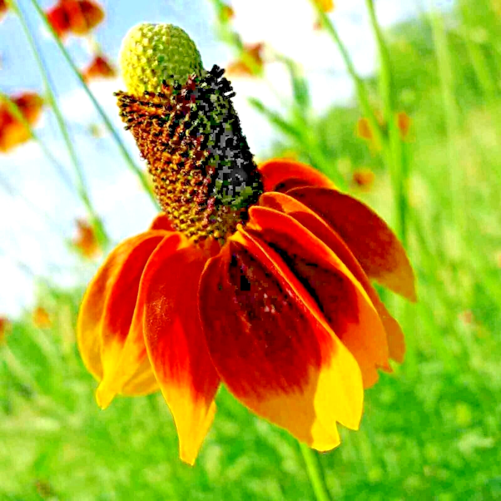 200+ MEXICAN HAT SEEDS SPRING PERENNIAL RARE DROUGHT TOLERANT DEER REPELLENT USA gallery