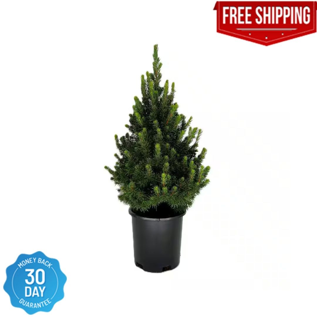 2.5 qt. Dwarf Alberta Spruce Live Pyramidal Evergreen Tree Conifer gallery
