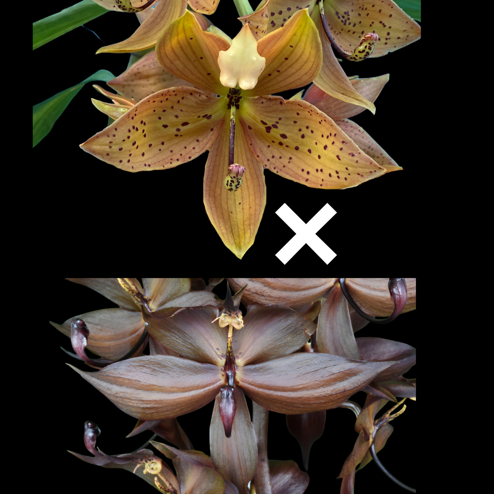 Cyc. The Grinch 'Copper' x Cyc. cooperi 'Super Dark' AM/AOS | BS not in bloom gallery