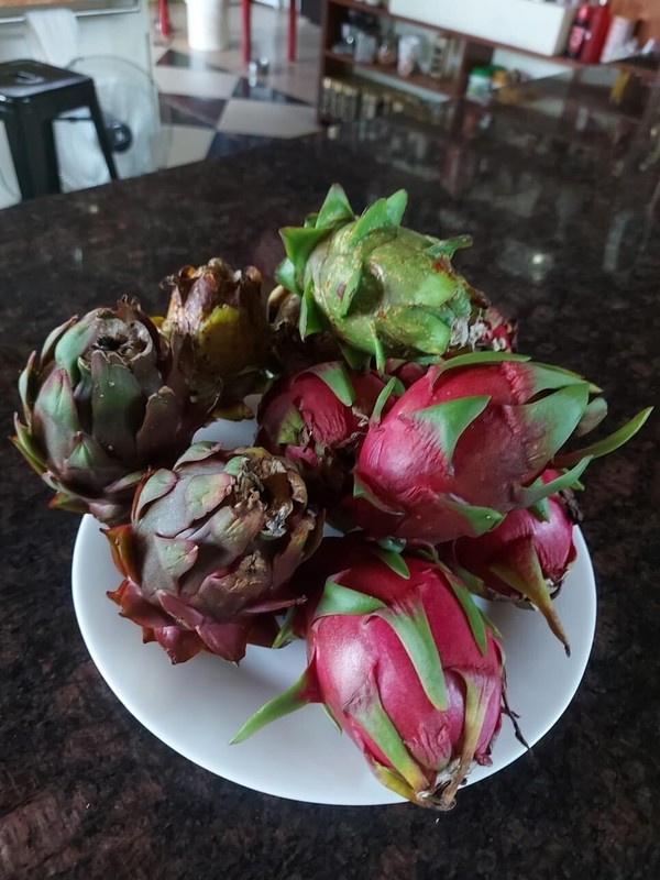 small DRAGON FRUIT CUTTINGS - MULTIPLE VARIETIES - 5" inches for grafting gallery