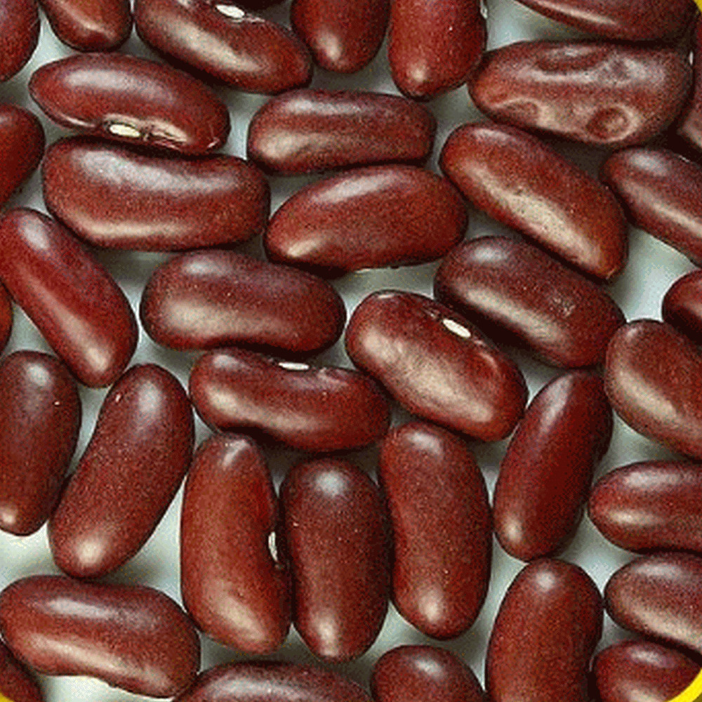 Dark Red Kidney Beans Untreated. FREE SHIPPING! gallery