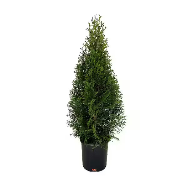 Emerald Green Arborvitae Live Evergreen Shrub 2.5QT Privacy Hedge Thuja Plant