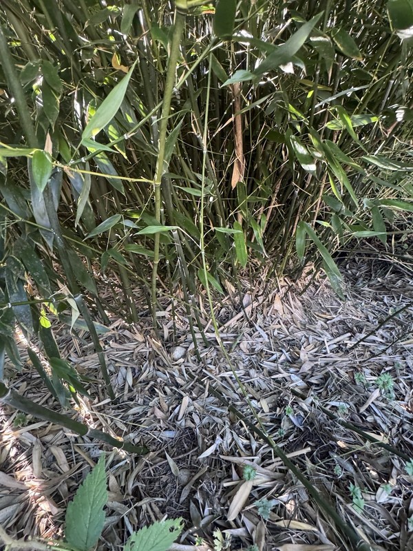 Cold Hardy Bamboo Rhizomes Bisetti Fall Sale phyllostachys bissetii gallery
