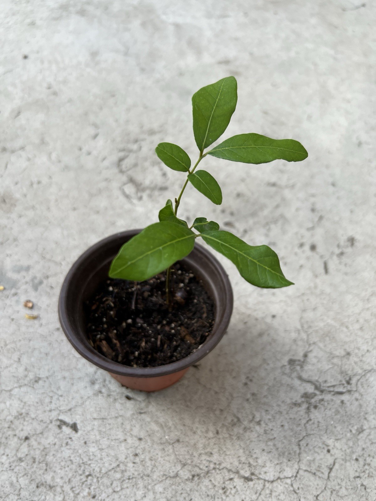 Florida Longan Tree Dimocarpus Dragon Eye 8” With Pot Tropical Fruit Live Plant gallery