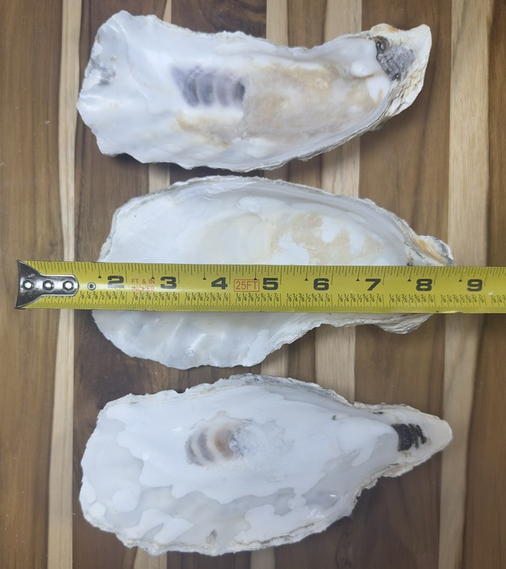 6 Oyster Shells Cup Side 7-9” Bulk Clean No Smell Art Jewelry Dish gallery