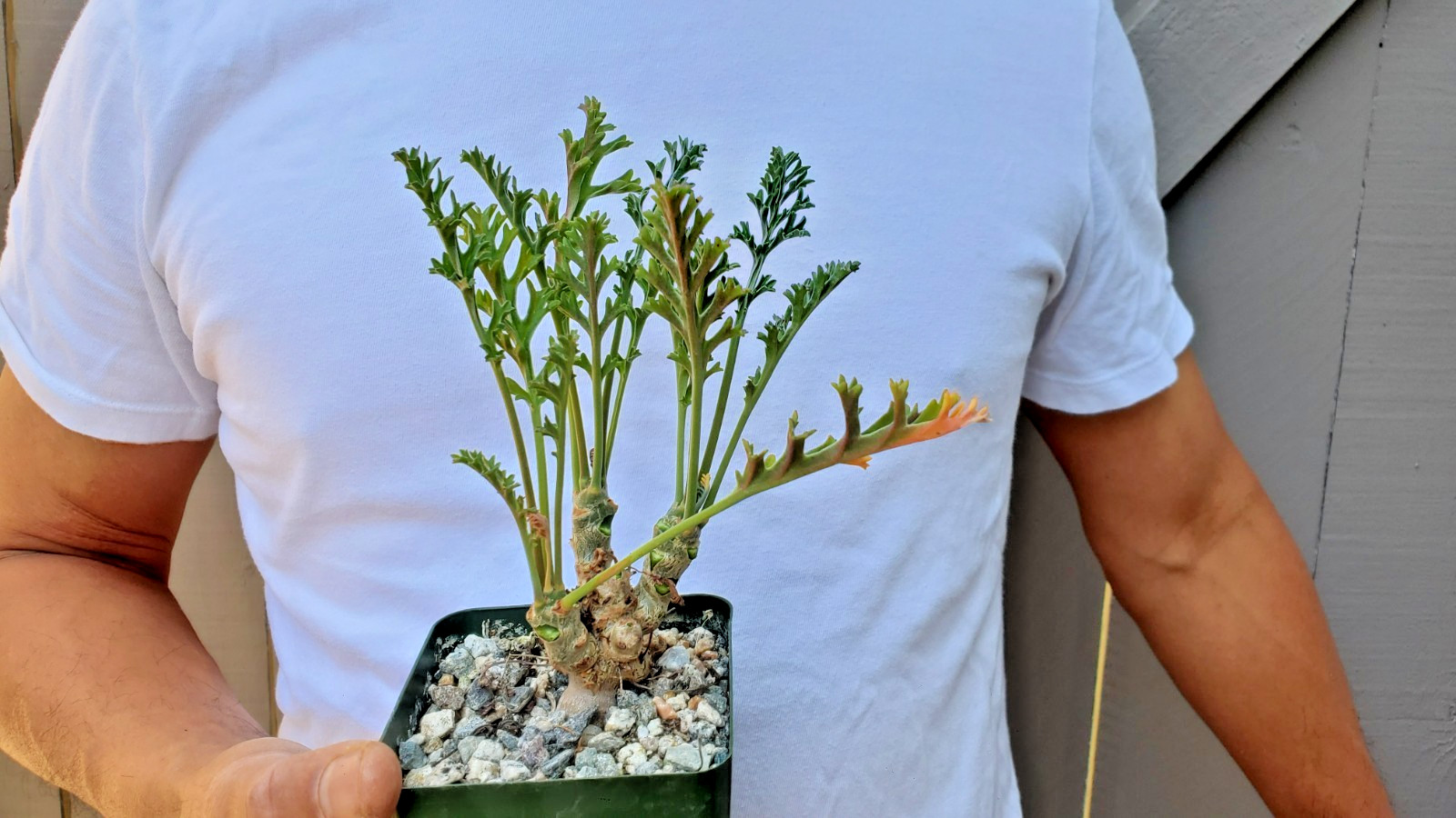 Pelargonium Laxum Succulent gallery
