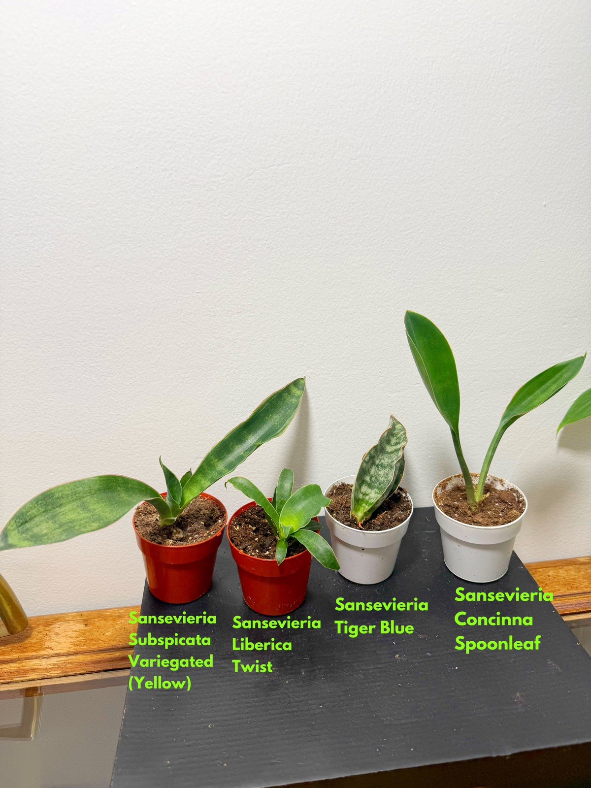 Sansevieria Air Cleaning Plant - bundle gallery