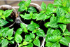 Ghost Pepper Plant Extra Hot 2 pack 45 + Days Old 2" to 6" Hardy Bhut Jolokia gallery