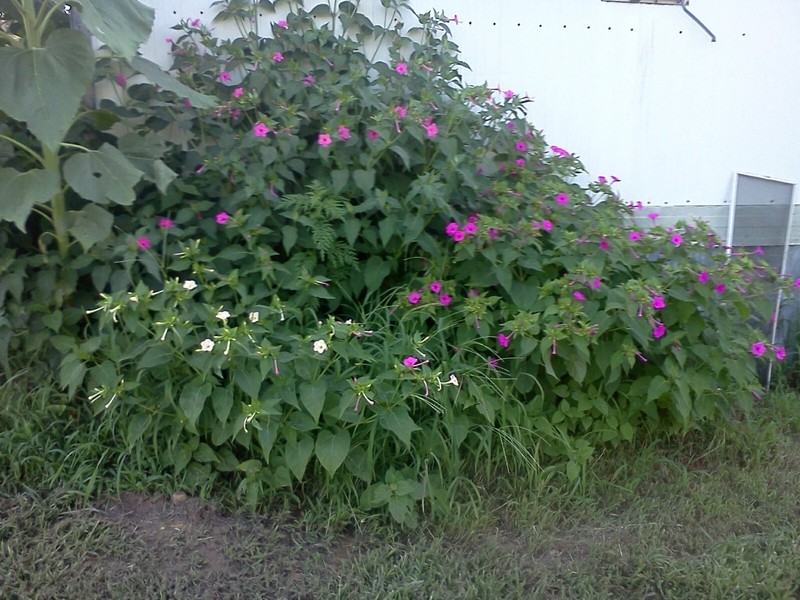 50x Four O' Clock Flower Seeds Attracts Humming birds Butterflies FREE SHIPPING gallery