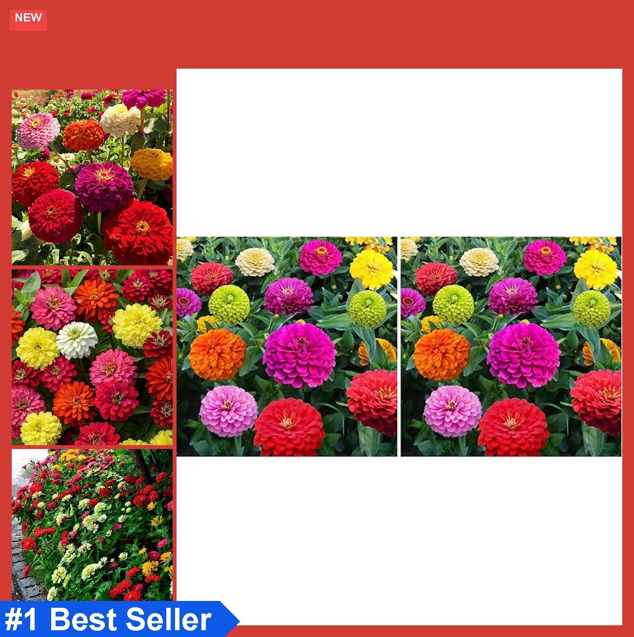 Zinnia Seeds Blend 2000 Mixed Color Heirloom Annual Flowers Compact Bushy 6-8 gallery
