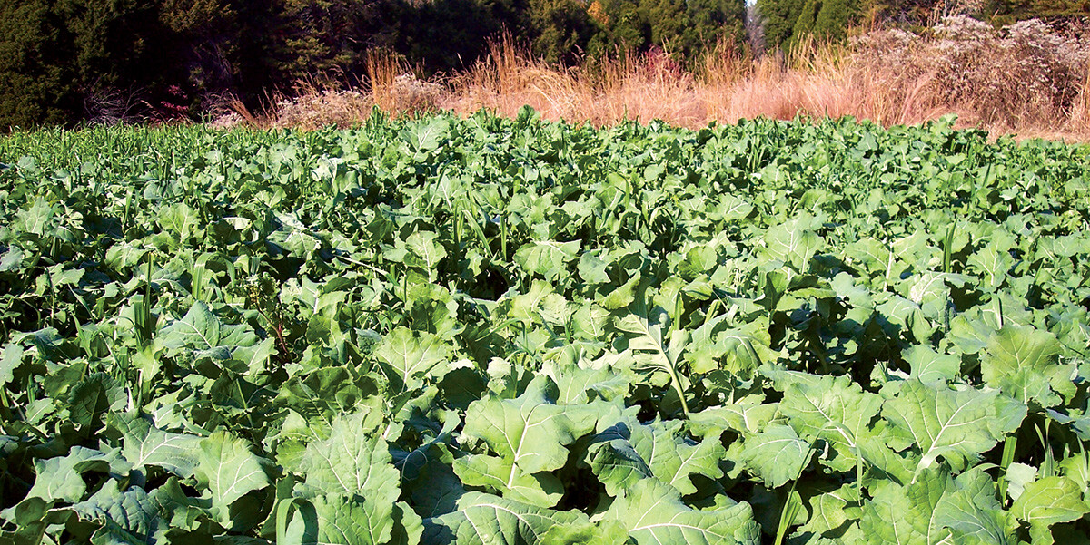 5lbs TROPHY FORAGE RAPE SEED Food Plot Seed For Deer Turkey Excellent No Till gallery