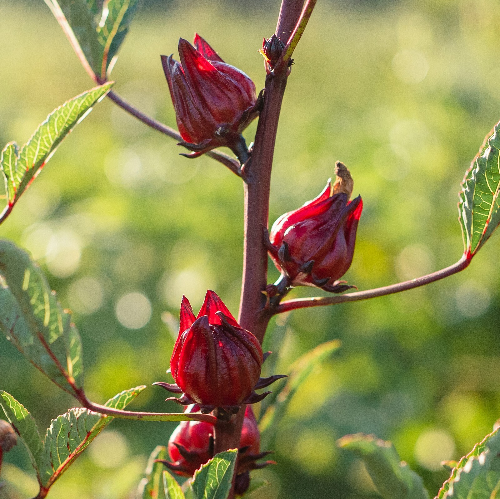 Hibiscus sabdariffa Seeds, Red Roselle BULK SEED SIZE, Certified Organic Non-GMO gallery