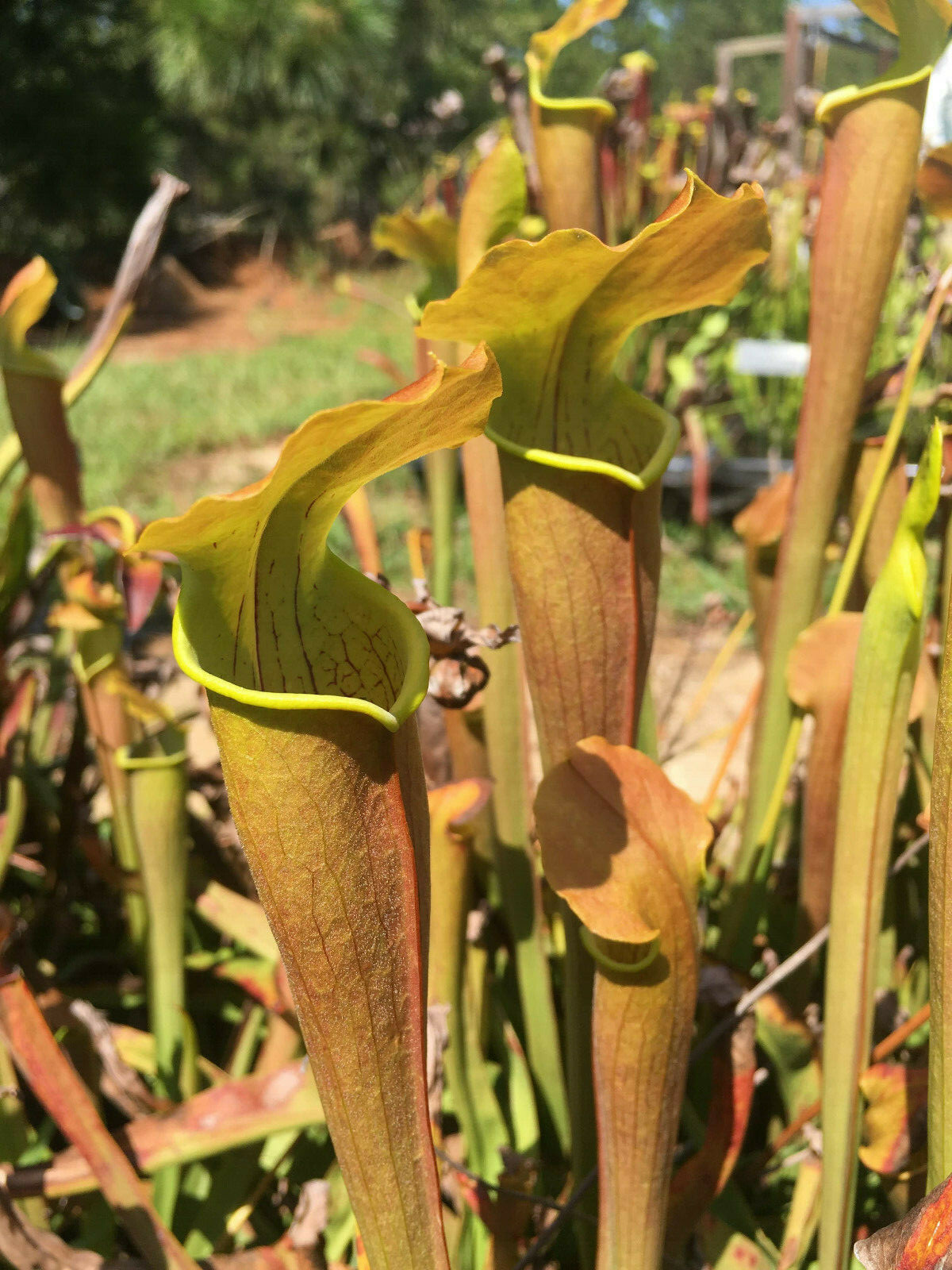 CARNIVOROUS PITCHER PLANT:Sarracenia rubra ssp. wherryi SMALL gallery