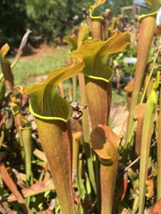 CARNIVOROUS PITCHER PLANT:Sarracenia rubra ssp. wherryi SMALL