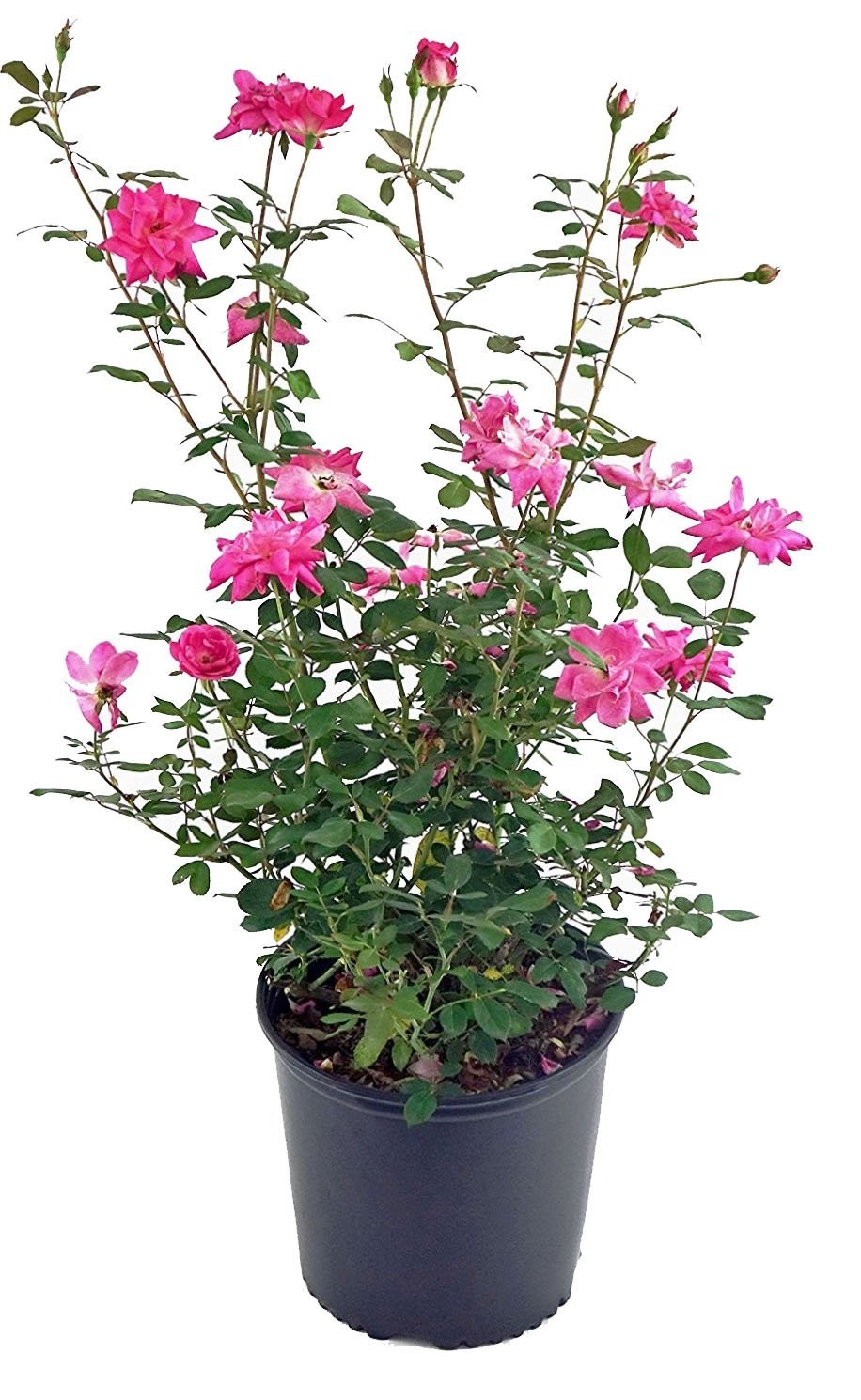Thornless Climbing Rose - Pink Flowers, #3 Size Container, Garden Plant gallery