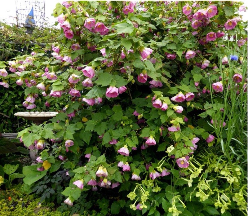 Pink Abutilon Flowering Maple SMALL ROOTED STARTER Plant gallery
