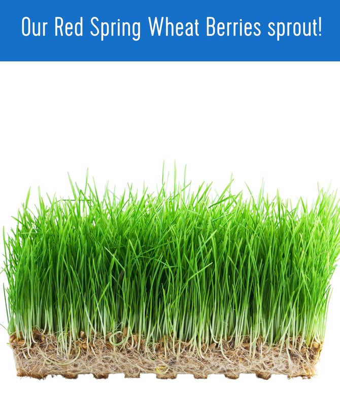Palouse Brand Bulk Red Spring Wheat Berries, 18 LBS gallery