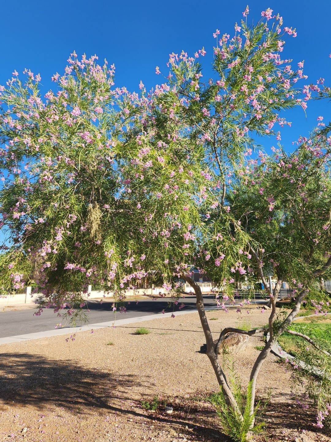 40+ Desert Willow, Chilopsis linearis, Tree Seeds, Pink Flowers, Fragrant (26B) gallery