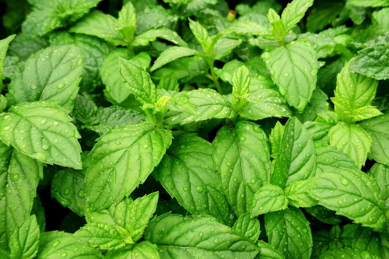 Herbal Tea Bundle: Peppermint, Lemongrass, Ginger, Chamomile & Hibiscus 250 Bags gallery