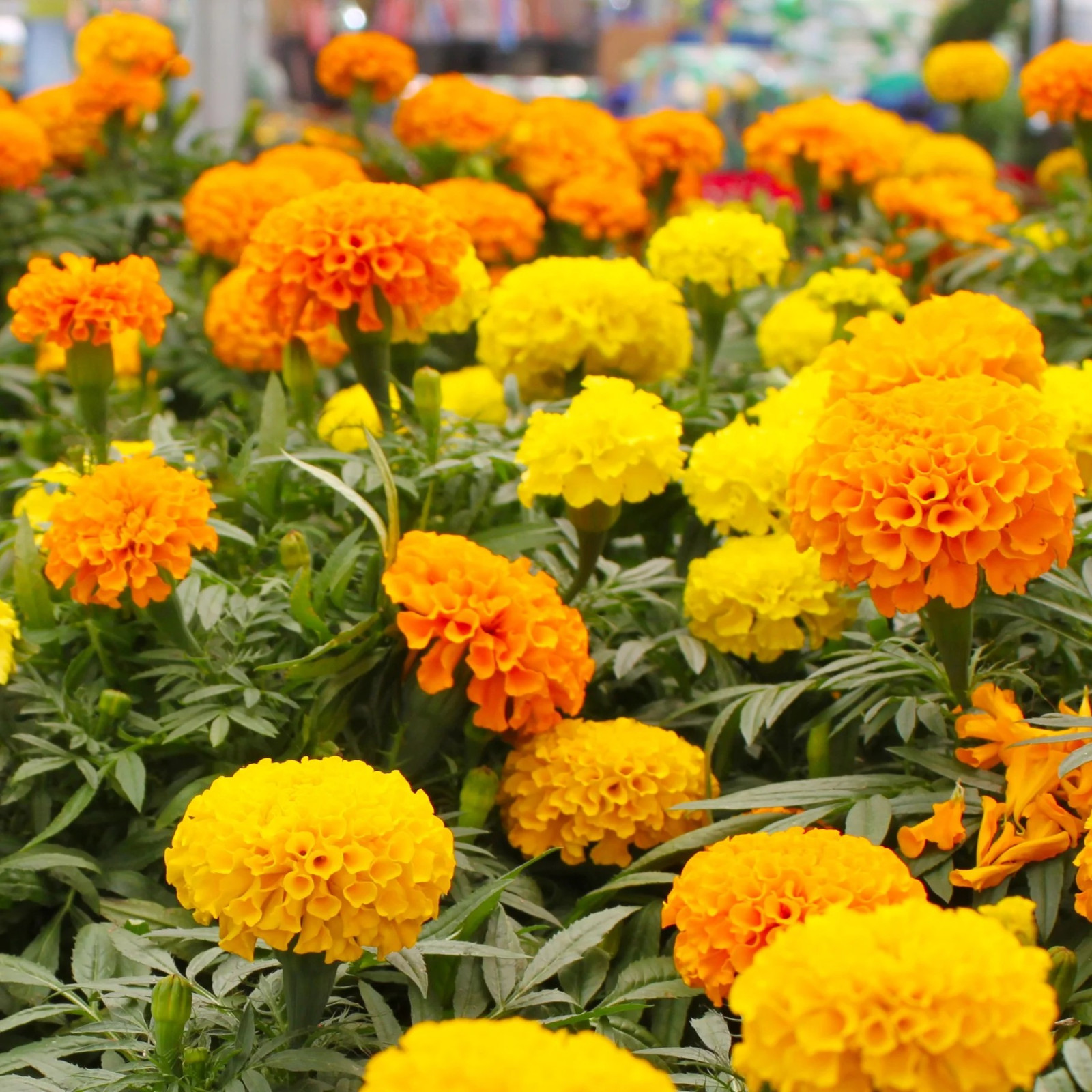 400+ AFRICAN MARIGOLD - CRACKERJACK MIX ---- LARGE FLOWERS ---- AAS AWARD WINNER gallery