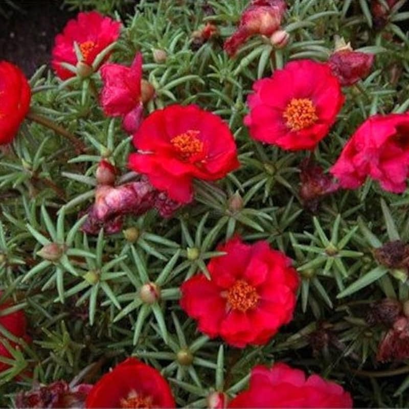 Portulaca Grandiflora, Double Moss Rose, Mix 500 Seeds Free Shipping! gallery