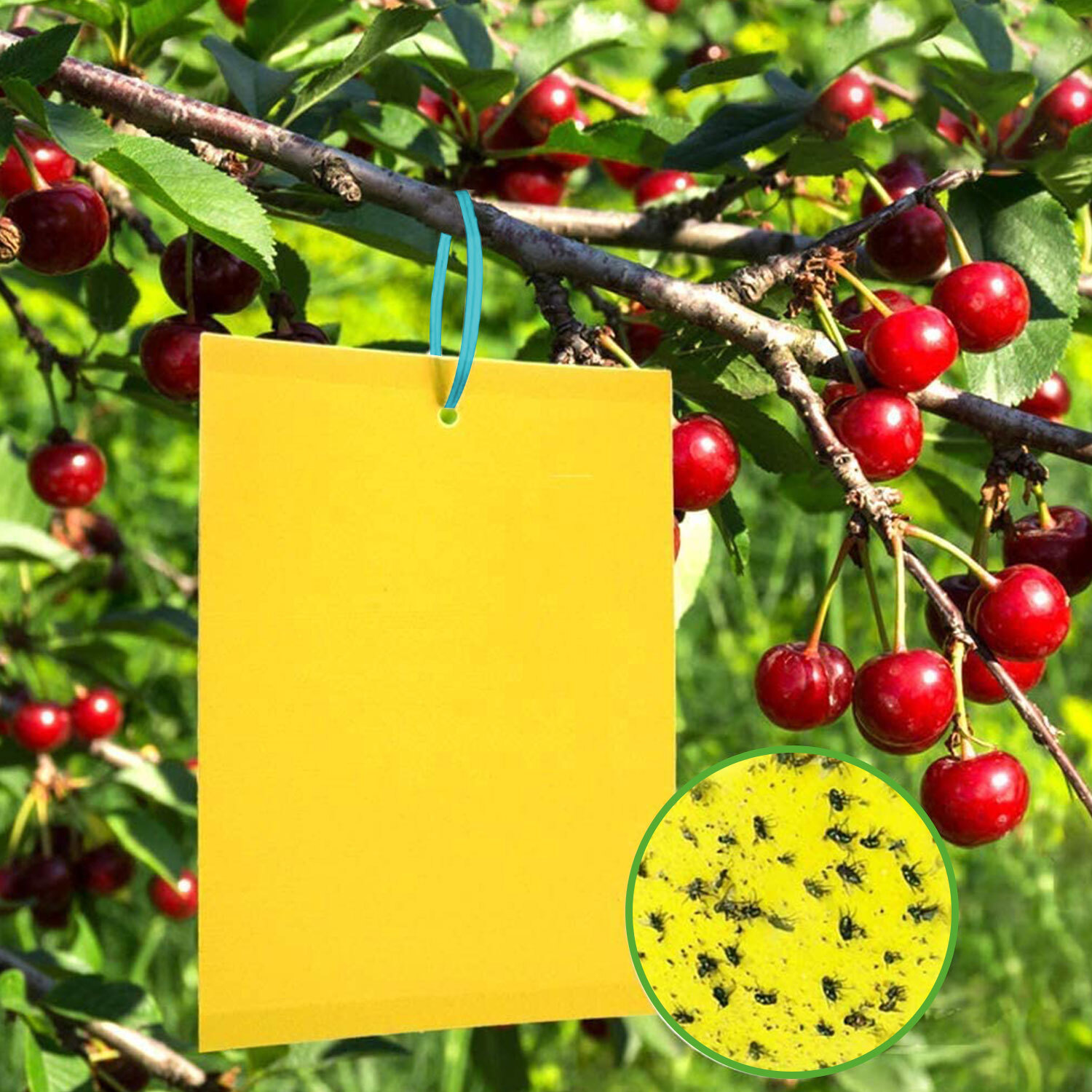Yellow Paper Trap Fruit Flies Insect Mosquitoes Pest Catch Sticky Fly Glue Trap gallery