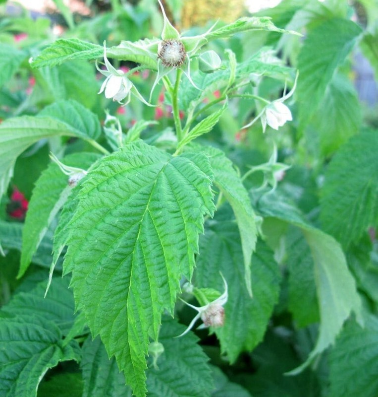 5 Raspberry Plants "Double Gold" Everbearing (5 Dormant Bare Root Canes)Zone 5-8 gallery