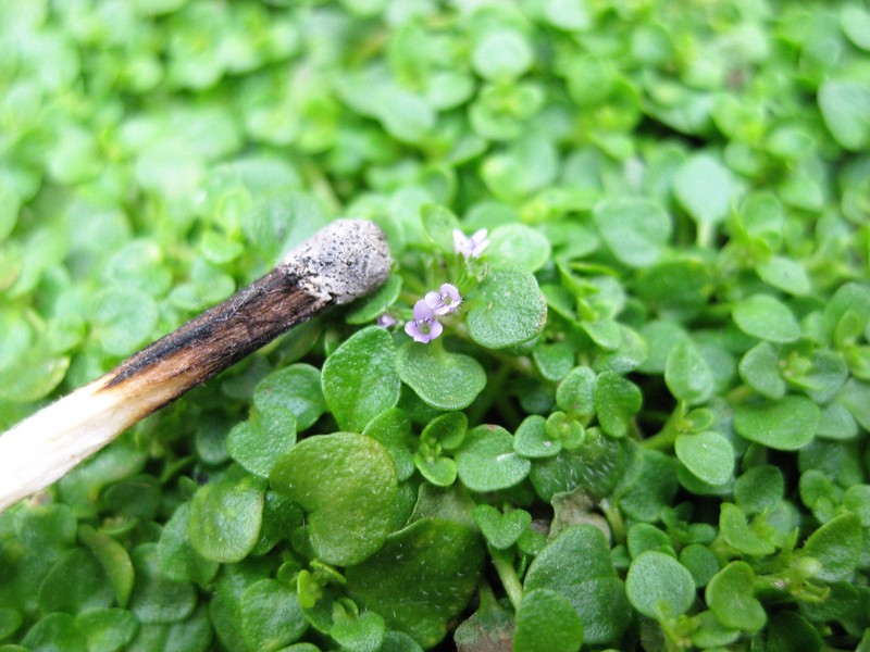 1g 27,500 BULK CORSICAN MINT Mentha Requienii Fragrant Ground Cover 1 Gram Seeds gallery