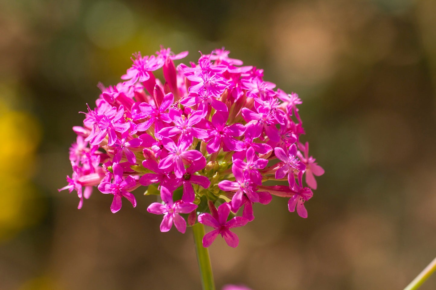 None So Pretty Catchfly Seeds (silene armeria), Sweet William Catchfly gallery