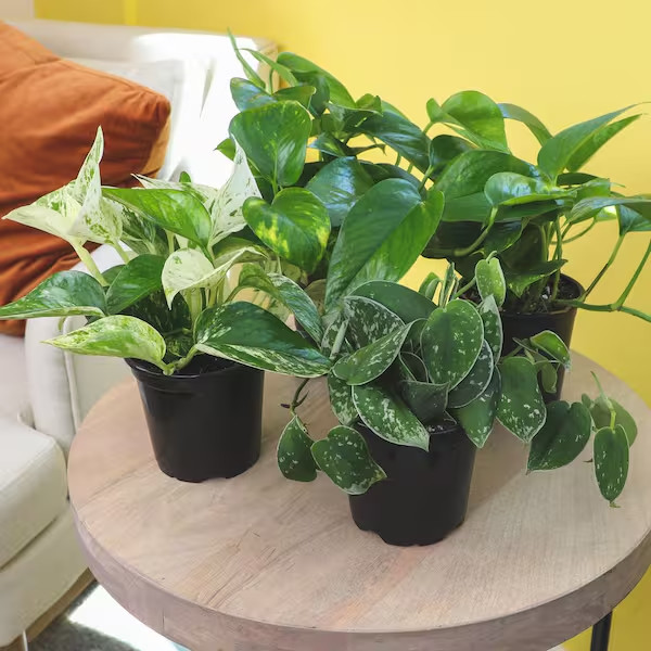 4.25 In. Pothos Asst (4-Pack) gallery