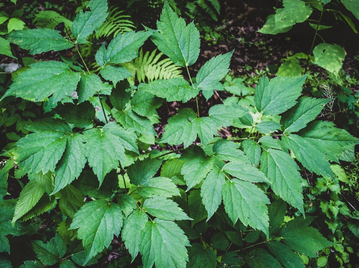 10 Black Cohosh Bare Live Roots for Transplant (Actaea Racemosa) gallery