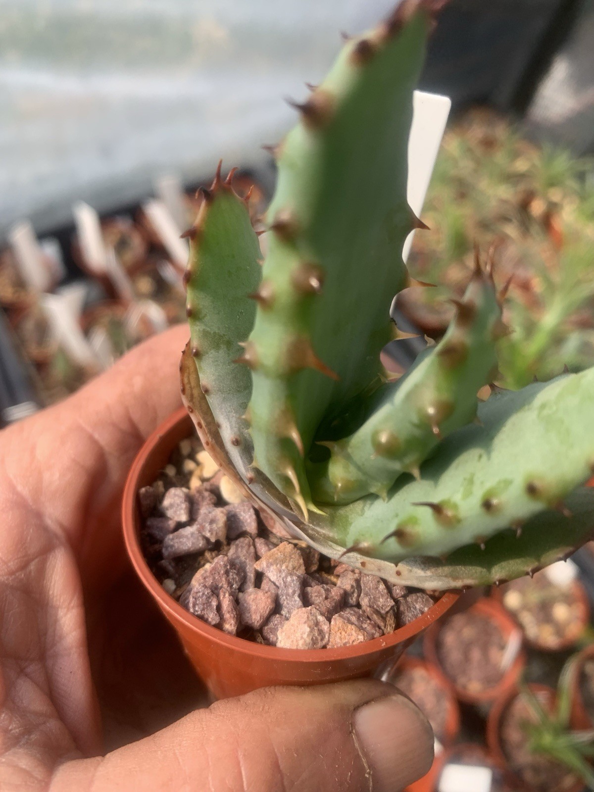 Aloe Marlothii One Year Seed Grown Tree Aloe gallery
