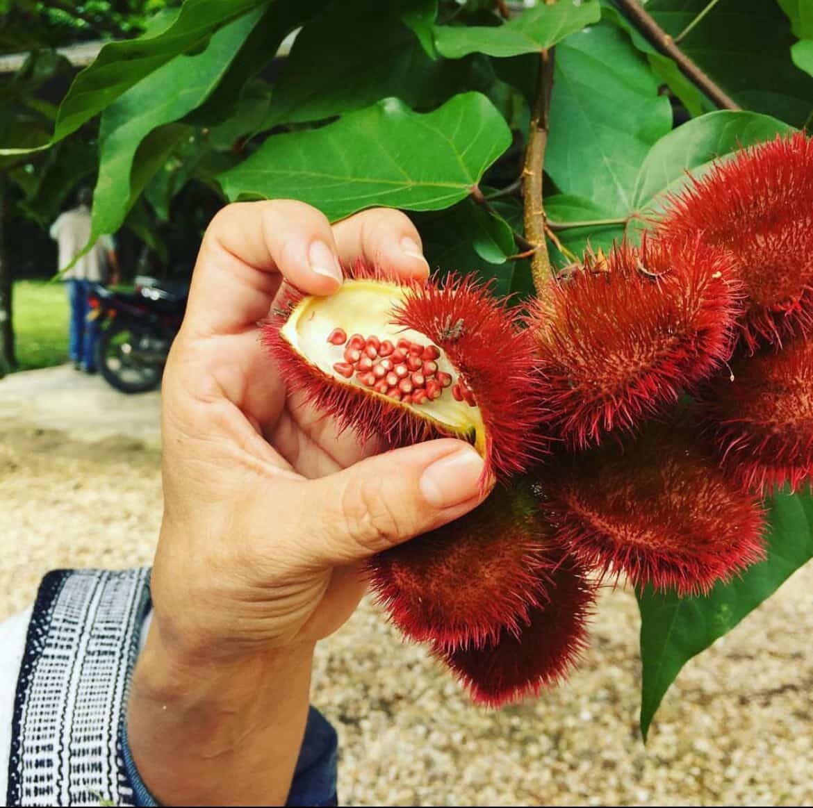 🌺✨ Achiote Seeds – 100 Seeds Per Pack | Annatto Heirloom Seeds | Rare Tropical gallery