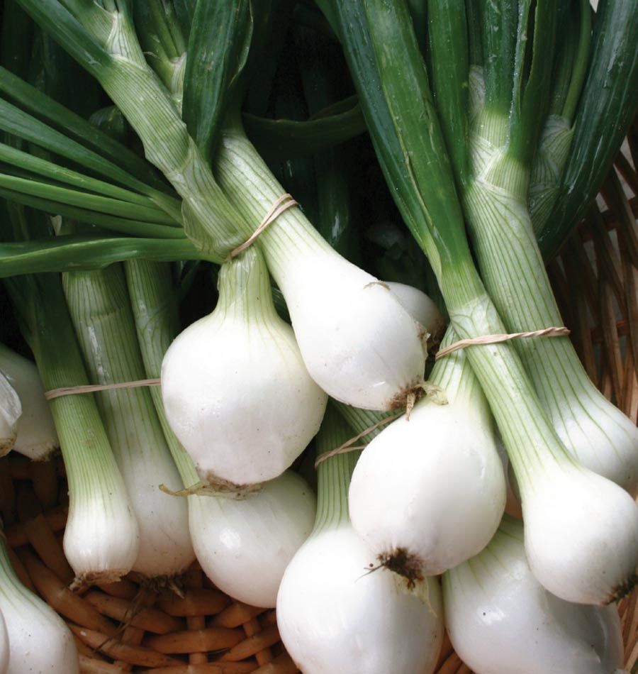 Crystal White Wax Onion Seeds, NON-GMO, Pearl Onion, Pickling, FREE SHIPPING gallery