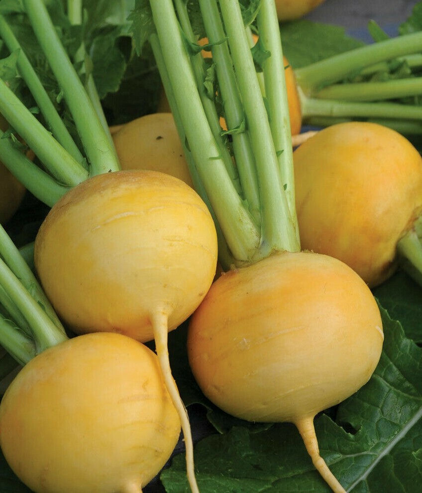 Golden Ball Turnip Seeds 500+ Vegetable Garden NON-GMO HEIRLOOM FREE SHIPPING gallery