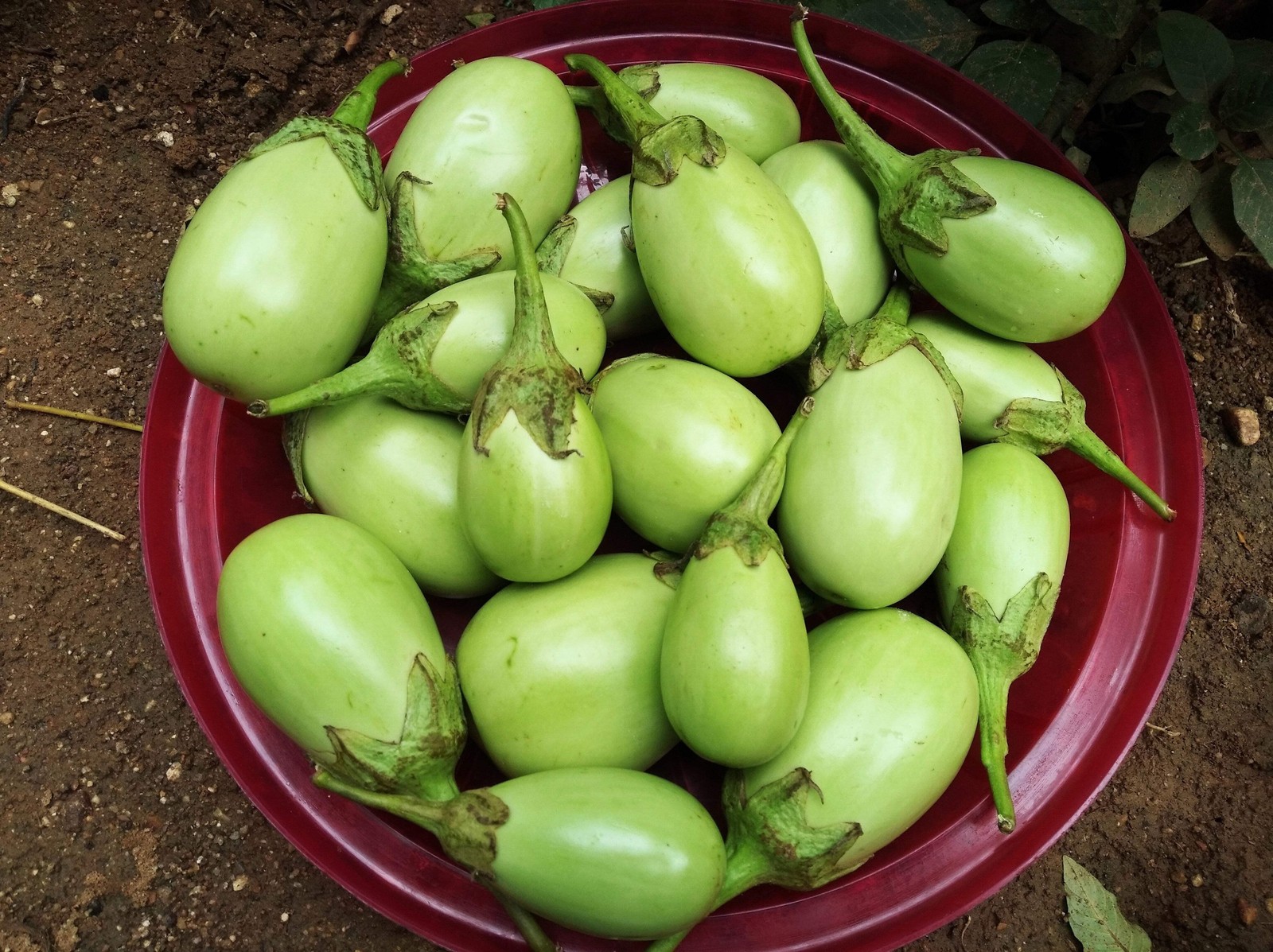 25 APPLEGREEN EGGPLANT Green Fruit / Vegetable Solanum Melongena Seeds *Comb S/H gallery
