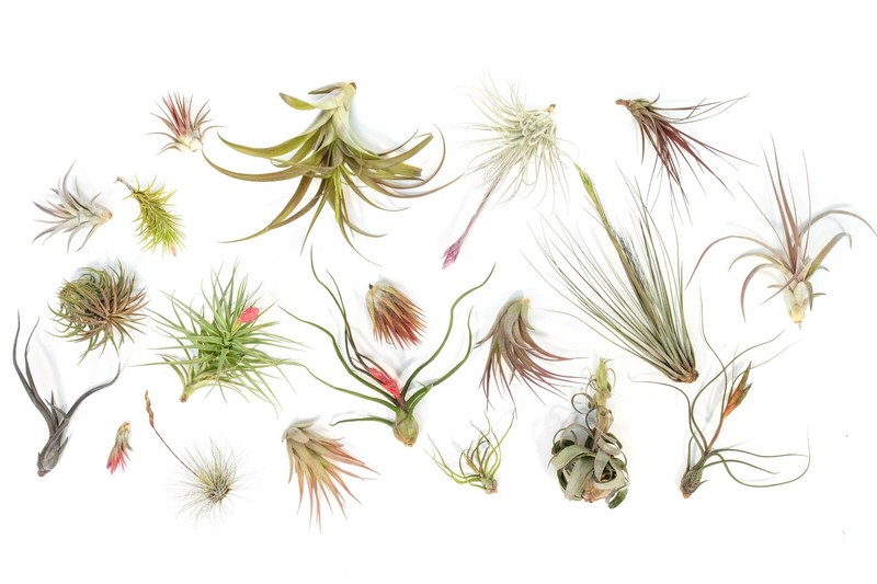 Premium Medium & Large Tillandsia Grab Bag - Wholesale Indoor/Outdoor Plants gallery