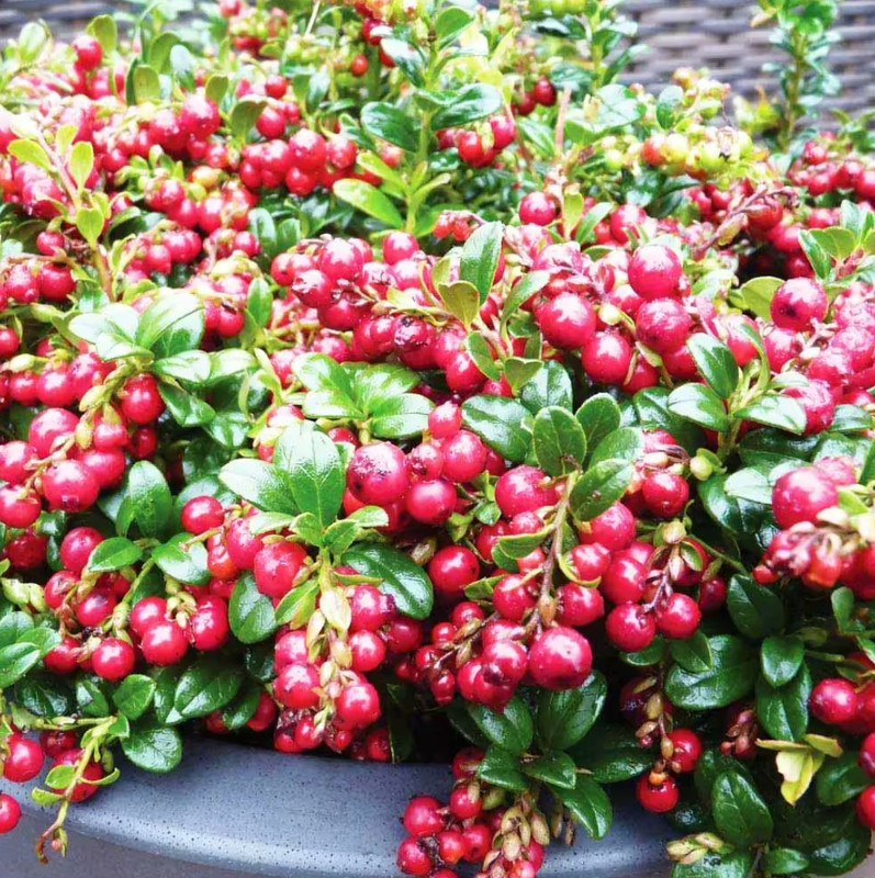 Lingonberry 'Red Candy' – Compact Edible Ground Cover – Fruiting Shrub gallery
